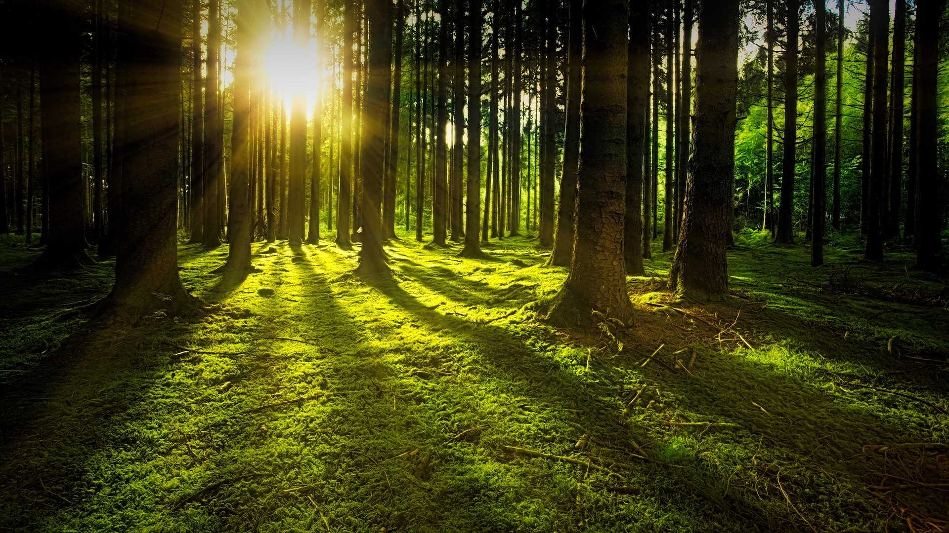 nature-3294681_1920